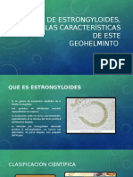 Estrongyloides, Las Características de Este Geohelminto