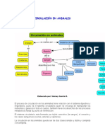 Circulación en Animales