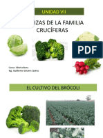 Olerizas de La Familia Crucíferas