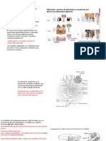 Estrctura Del Complejo Mamario