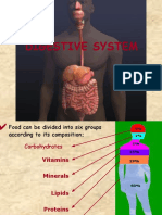 Digestive System PDF