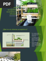 Sistema Acuapónico Económico y Eficiente