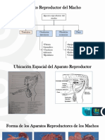 Aparato Reproductor Del Macho PDF