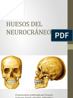 2.huesos Del Neurocráneo