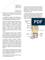 Parálisis de Cuerda Vocal