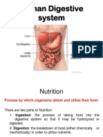 Digestive System