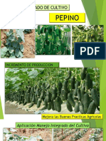 Manejo Integrado Pepino Leandro Chacin PDF