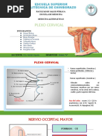 Plexo Cervical