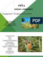 PIÑA Propagacion