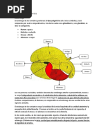 Abdomen de Rumiantes