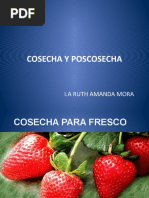 Poscosecha Fresa