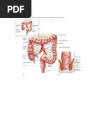 Anatomy and Physiology of GIT