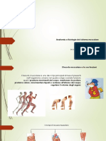 Anatomia e Fisiologia Del Sistema Muscolare