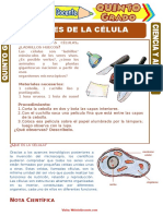 Partes de La Célula para Quinto Grado de Primaria