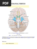 Cranial Nerve