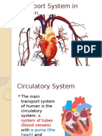 Transport System in Human