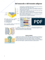 Fisiologia Del Muscolo
