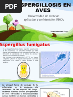 Aspergillosis en Aves