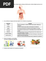 Taller Sistema Digestivo Tercero