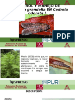 CONTROL Y MANEJO DE Hypsipyla Grandella EN Cedrela