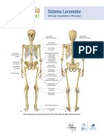 Sistema Locomotor