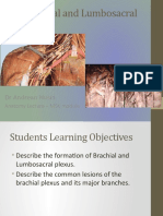 Brachial and Lumbosacral Plexus