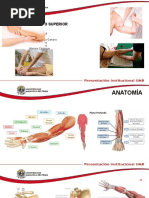 4 - Masaje de Miembro Superior