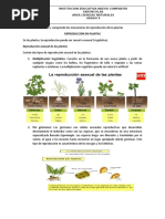 Reproduccion en Plantas