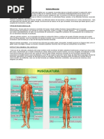 Sistema Muscular. Lesiones Arma Blanca