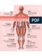 Le Dictionnaire Visuel Définitions - Être Humain