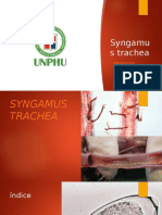 Syngamus Trachea