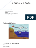 Ciclo Del Fosforo y El Azufre