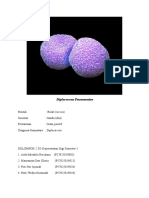 Diplococcus Pneumoniae