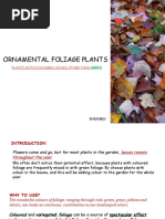 Ornamental Foliage Plants