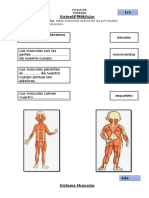 Sistema Muscular