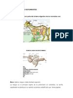 Aparato Digestivo de Rumiantes 2018