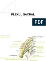 13-Plexul Sacral