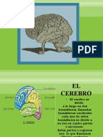 Clase 3 Lobulos Cerebrales y Hemisferios