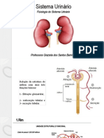 Sistema Urinário Aula 2