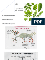 Las Hojas y Flor Botanica Taxonomica