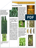 Especies de Plantas para Jardines Verticales