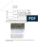 2.3 Cellular Components 2.3.1 Membrane, Cell Wall, and Cytoplasm Davson-Danielli Model of The Membrane