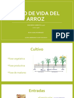 Ciclo de Vida Del Arroz