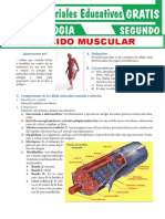 Tejido Muscular para Segundo Grado de Secundaria