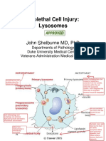 Sublethal Cell Injury: Lysosomes: John Shelburne MD, PHD