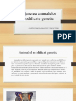 Obținerea Animalelor Modificate Genetic