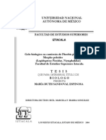 Ciclo Biologico de Phoebis Philea y Morpho Peleides