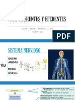 Vías Aferentes y Eferentes Del SN Ok