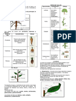 Biologia Hoja 2. Partes de La Planta y Clases