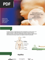 Sistema Endocrino